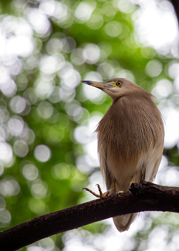 Wading along the water's edge in India, the elegant Indian Pond Heron (Ardeola grayii) exhibits grace in its hunting prowess. Witness the avian beauty of this serene heron against the backdrop of India's aquatic landscapes.