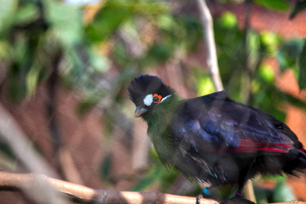 istock Kenya's Canopy Jewel - Hartlaub's Turaco (Tauraco hartlaubi) 1942539971
