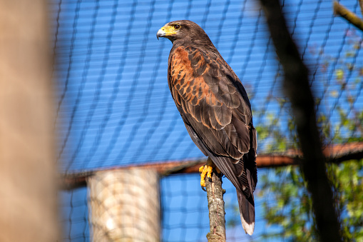 Soaring through the expansive skies of New Mexico, the majestic Harris Hawk (Parabuteo unicinctus) commands attention with its powerful presence and keen hunting skills. Witness the avian prowess of this charismatic raptor against the backdrop of New Mexico's desert landscapes.