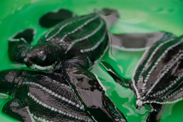 istock Baby leatherback turtle before being released into the open sea 1942555885