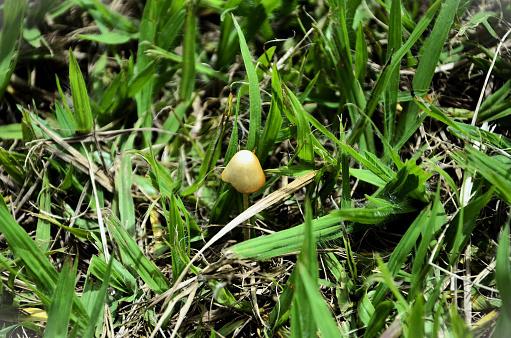 A Bolbitius mushroom growing in the grass in the field