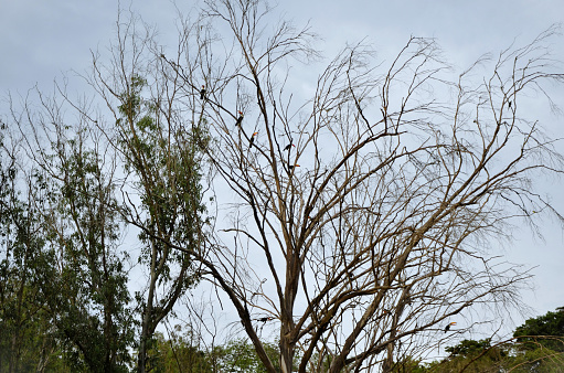 Various Ramphastos birds resting on the branches of a dry tree in the late afternoon in the field