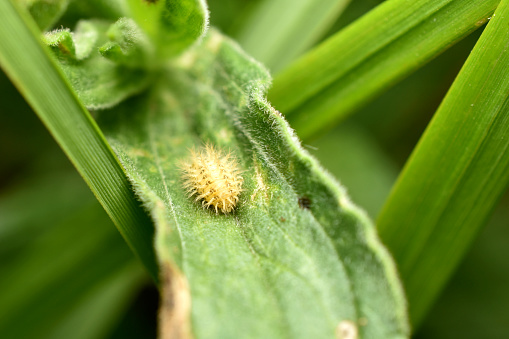 A larva without a ladybug sits on a leaf of a plant.