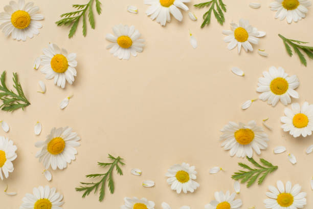 istock Flat lay with chamomile flowers on color background, top view 1942573700