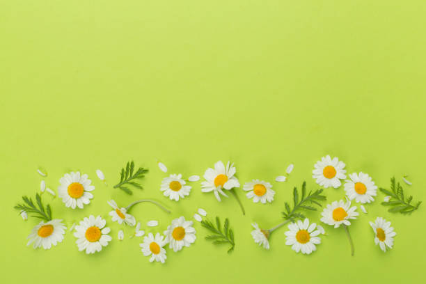 istock Flat lay with chamomile flowers on color background, top view 1942574734