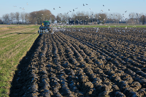 Green tractor plowing the land in winter surrounded by seagulls looking for earthworms.