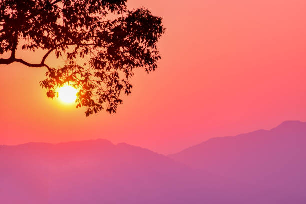 Silhouette branch tree over mountain at sunset.