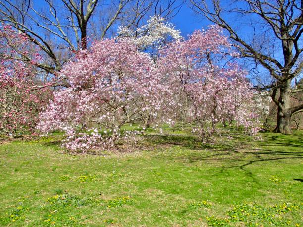 istock Cherry Blossoms on Long Island 1942579395