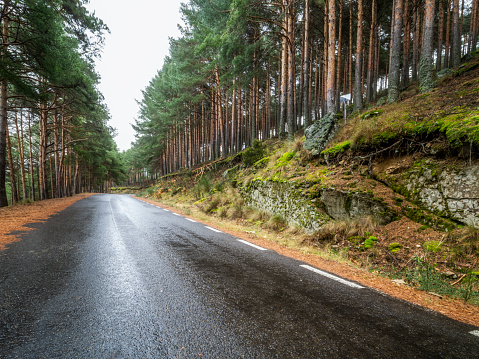 Asphalt mountain road between pine trees