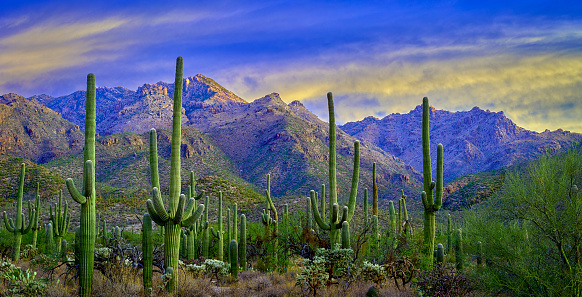 Sunrise bathes the Santa Catalina Mountains and saguaro-filled Sabino Canyon in vibrant colors, captured in a panoramic view.