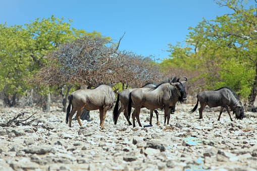 Herd of Blue Wildebeest standing on the rocky terrain next to lush green bush in Etosha National Park, Namibia