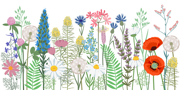 Hand drawn vector illustration. Summer Background wildflowers. Blooming meadow