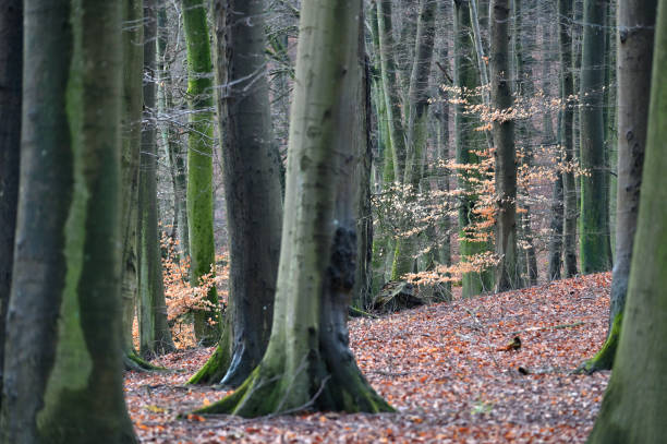 istock Jasmund National Park primeval forest 1942614894