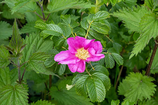 A single, withered red rose lay on a pristine white background.