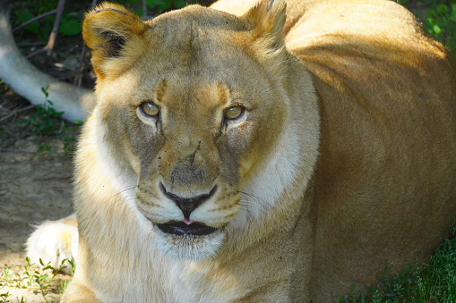 Closeup of an African lioness looking onto the camera
