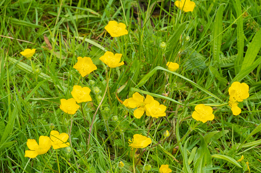 Yellow flowers of bulbous buttercup, ranunculus bulbosus, also known as st. anthony's turnip, in spring, Netherlands