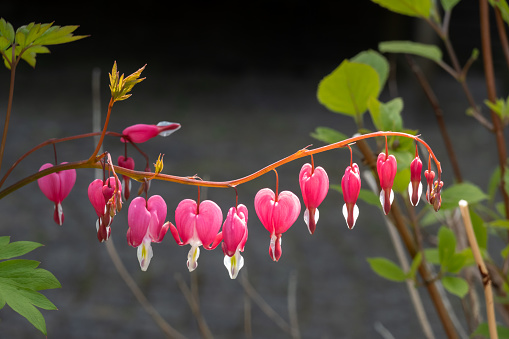 Plant with flowers in the shape of a heart. Dicentra spectabilis pink bleeding hearts in bloom on the branches, flowering plant in springtime garden, romantic flowers, green leaves