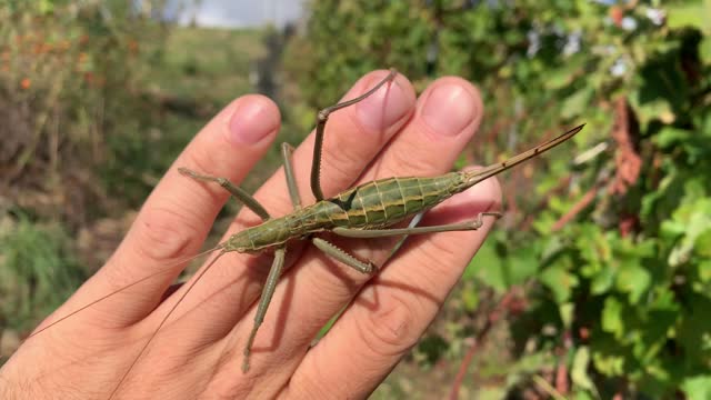 Man Catch Rare Saga Pedo Insect, Largest European Bug from the Orthoptera Family - Cropped Handheld
