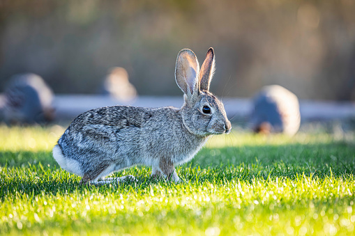 lone rabbit standing in the middle of the vegetation in the field