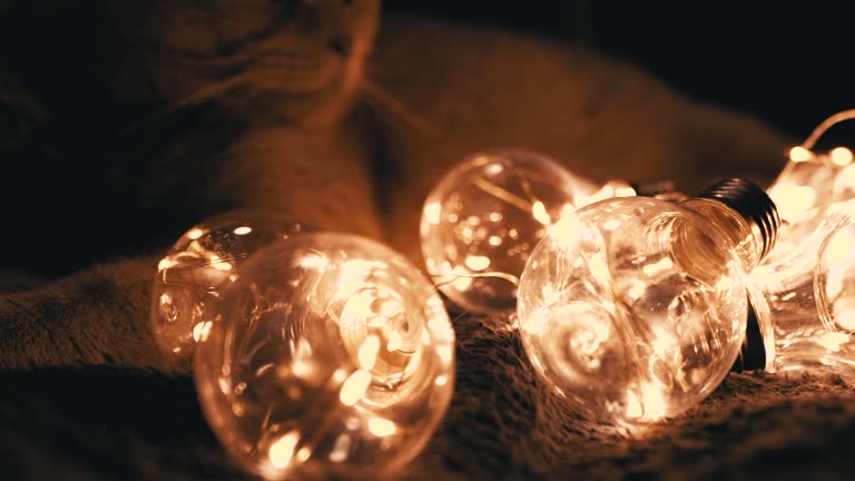 Close up, Sleepy Scottish Cat Resting with Christmas Bright Lights in Dark Room