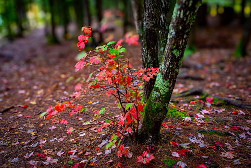 Autumnal coloured leaves on new growth at the roots of an old tree near the Kancamagus Highway towards White Mountain.