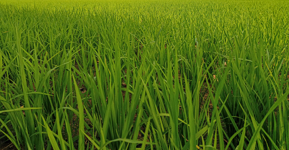 Lush green of young paddy plants, paddy rice terrace in the field planted by farmers in India. Green rice field at the village.