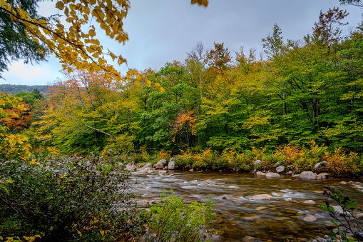 Autumnal leaf coloured forests on the Kancamagus Highway towards White Mountain.  This shows the Swift River running through the forest.