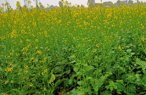 Blooming Mustard Plant in Pleasant Evening in Spring in Countryside, Magical Yellow Strom of Mustard Field.