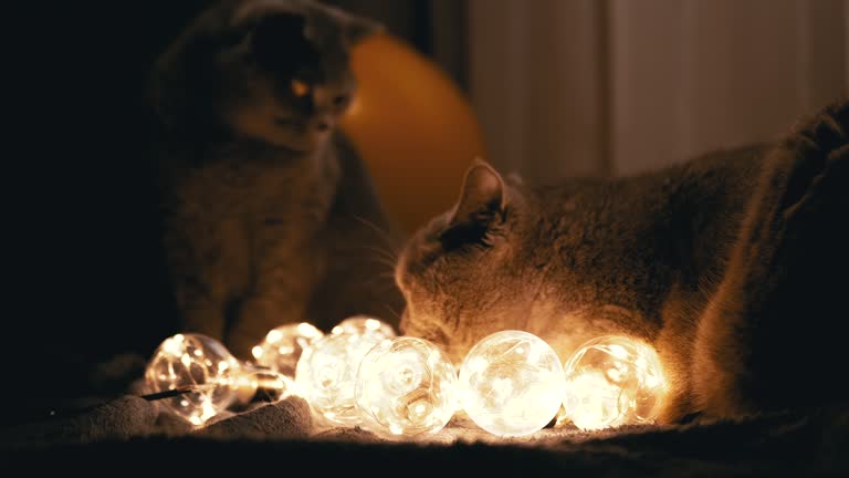 Two Large Scottish Cats Playing with Christmas Bright Light Bulbs in Dark Room