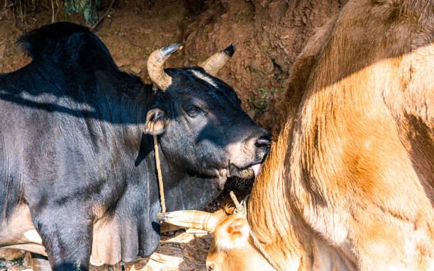 istock Bull farming in Taruka village 1942650220