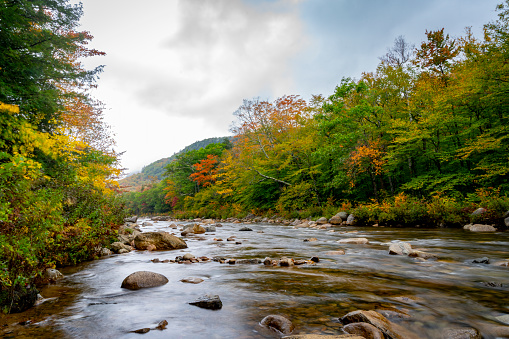 Fast flowing mountain stream in autumn. Stunning fall foliage in background. Pinkham Notch, NH, USA.