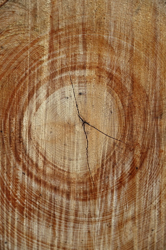 Wood, Wooden Board,
Tree rings