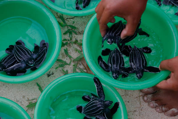 istock Baby leatherback turtle before being released into the open sea 1942658900