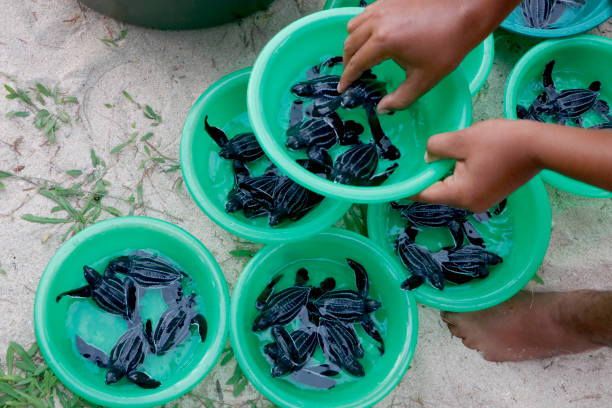 istock Baby leatherback turtle before being released into the open sea 1942658902