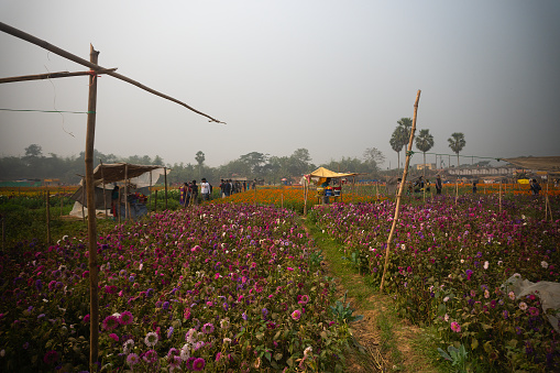 Khirai, West Bengal, India - 23.01.23 : Visitors at multicolored aster flower garden in full bloom. Huge cultivation of flowers to be exported in different foreign countries and generate huge earning