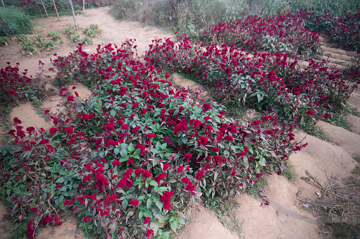 Field of Plumed Cockscomb flower,Celosia argentea var, at valley of flowers, Khirai, West Bengal, India. Flowers are harvested here for sale in Indian market and also exported in other countries.