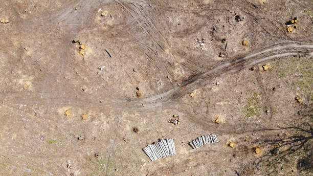 istock Logging place, aerial view. Devastated land. Felled forest. 1942674651