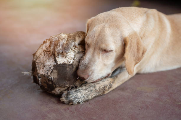 Dirty labrador dog hold ball after playing in garden