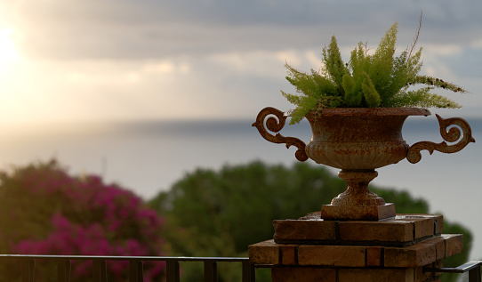 Wet plant and sunlight