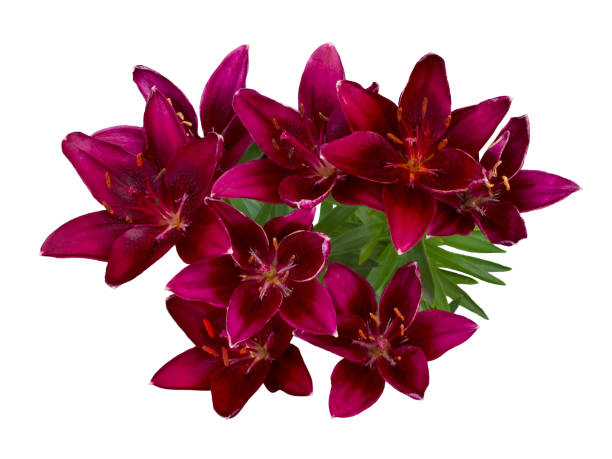 Lily varieties flowers