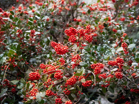 Close up of a branch of rowan (Sorbus aucuparia, also known as  mountain-ash), with bright red fruits. For many centuries, the fruits and leaves of the rowan were used by people for the preparation of food and drink, as folk medicine and as cattle feed.