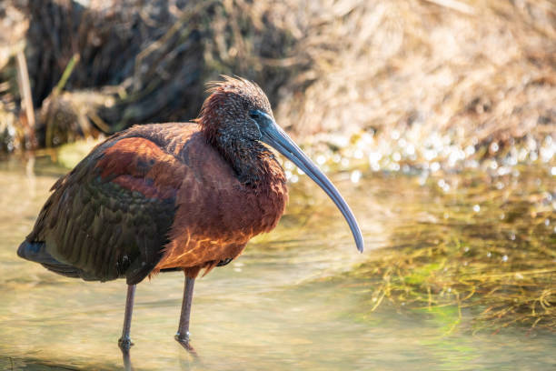 the glossy ibis, latin name plegadis falcinellus, searching for food in the shallow lagoon. - glossy ibis - fotografias e filmes do acervo