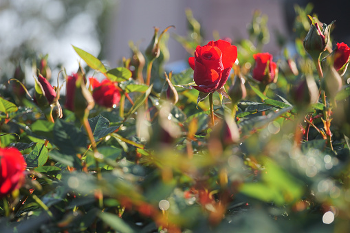 Beautiful red roses flower bush in the garden. Shallow depth of field.