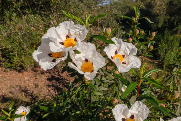 As a shrub from the Mediterranean region, the rockrose (Cistus) needs a sunny, dry and wind-protected location, here a rockrose in a typical dehesa in Andalusia, Spain.