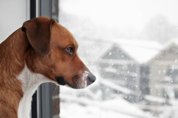 istock Curious dog looking at snow falling outside the window 1942732061