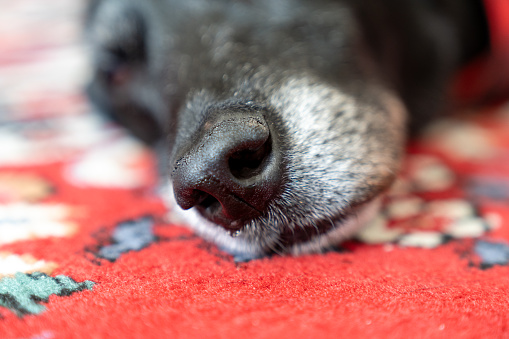 Close up of a nose of a senior black labrador retriever dog, selective focus