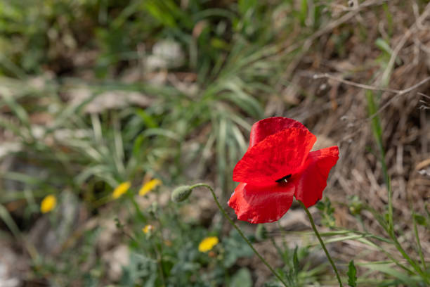 Red poppy papaver rhoeas with flower buds in sunlight