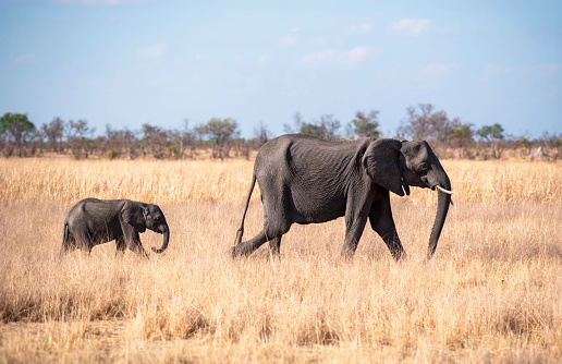 African elephants (Loxodonta Africana) in Hwange National Park in search for water at the end of the dry season. Skinny elephants.