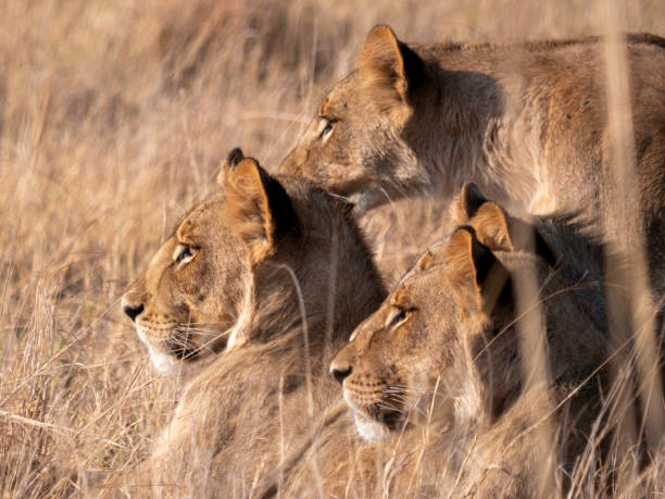 istock a pride of Lions (Leo Panthera) in tall grass 1942757123
