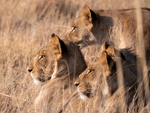 a pride of Lions (Leo Panthera) in tall grass